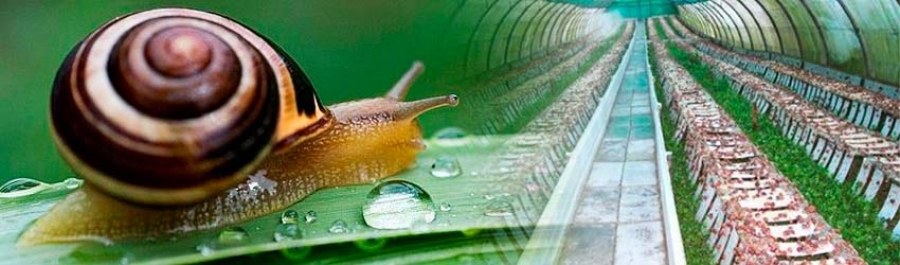 SNAIL GREENHOUSES. New business models in the Agricultural Sector
